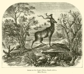 Scena sul fiume Logier, Sudafrica, Maschio Ku-du